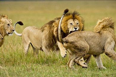 《欧洲卡车模拟2》新DLC实机 发售日期待定